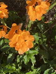 Crossandra