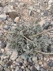 Hymenopappus filifolius