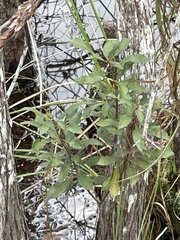 Lyonia ferruginea