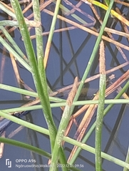 Eleocharis sphacelata