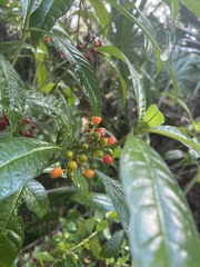 Psychotria tenuifolia