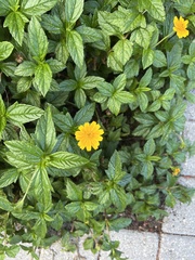 Sphagneticola trilobata