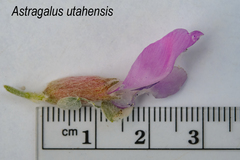 Astragalus utahensis