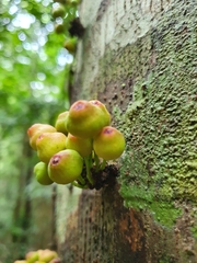 Ficus leptoclada