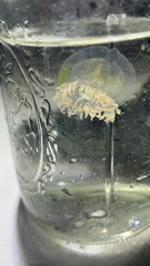 Polyorchis penicillatus