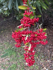 Pyracantha koidzumii