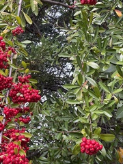 Pyracantha koidzumii