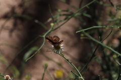 Riodinidae