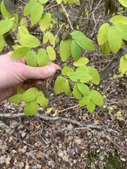 Lonicera morrowii