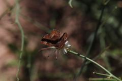Riodinidae