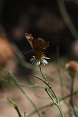 Riodinidae