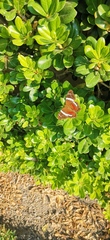 Anartia fatima colima