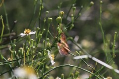 Apaturinae