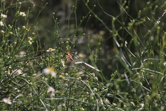 Chloracantha spinosa