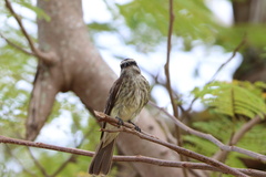 Empidonomus varius