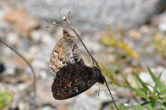 Erebia montanus