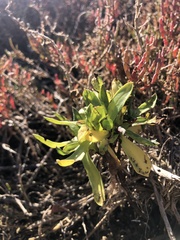 Grindelia stricta angustifolia