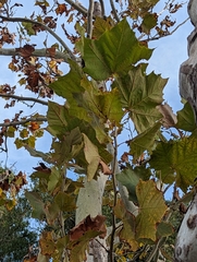 Platanus rzedowskii