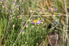 Galatella angustissima