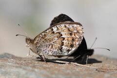 Erebia montanus