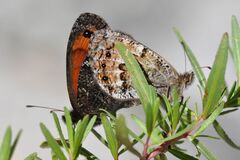 Erebia montanus
