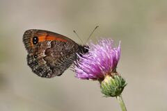 Erebia montanus
