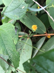 Coreoidea