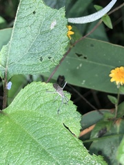 Coreoidea