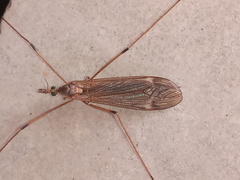 Platytipula