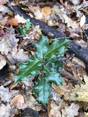 Ilex aquifolium