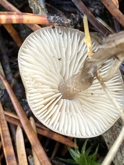 Rhodocollybia butyracea