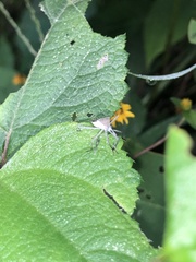 Coreoidea