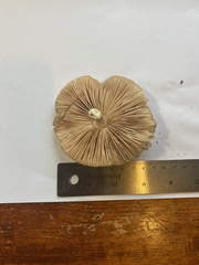 Agaricomycotina