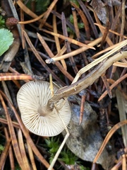 Rhodocollybia butyracea