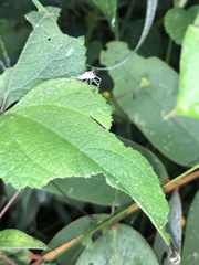Coreoidea