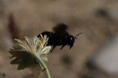Xylocopa californica arizonensis