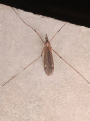 Platytipula