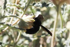 Xylocopa californica arizonensis