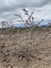 Eriogonum nummulare