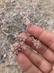 Eriogonum nummulare