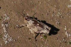 Tetrigidae