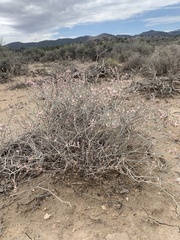 Eriogonum nummulare