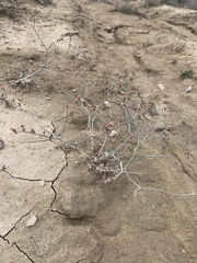 Eriogonum nummulare