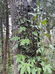 Hedera helix
