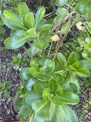 Scaevola taccada