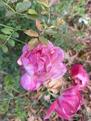 Rosa spithamea