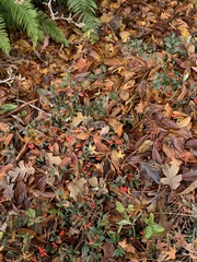 Cotoneaster salicifolius