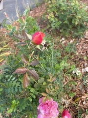 Rosa spithamea
