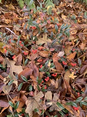 Cotoneaster salicifolius