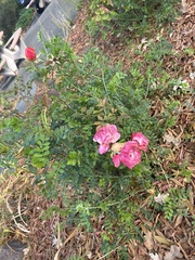 Rosa spithamea